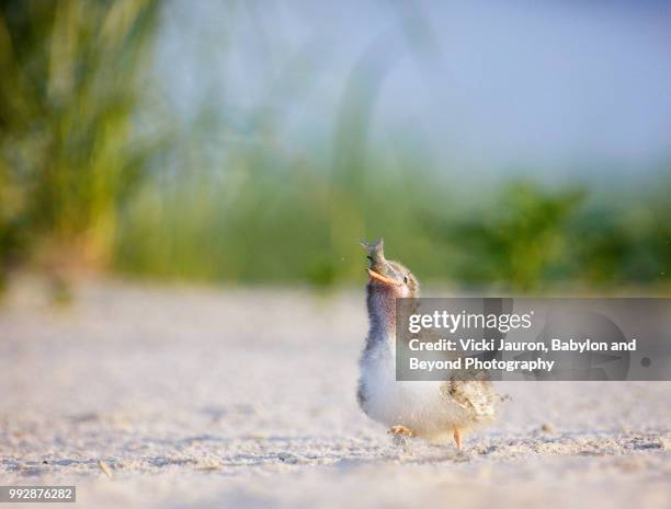 common tern chick struggling to swallow a fish at nickerson beach - アジサシ ストックフォトと画像