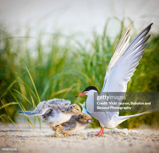 two excited young tern chicks receiving a fish from mom at nickerson beach - anjova fotografías e imágenes de stock