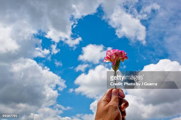rose amongst clouds - guerra stock pictures, royalty-free photos & images