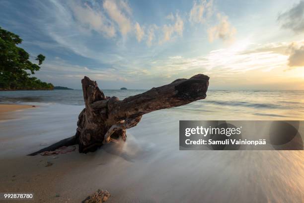 elephant looking tree trunk, kai bae beach, koh chang thailand - bay tree photos et images de collection