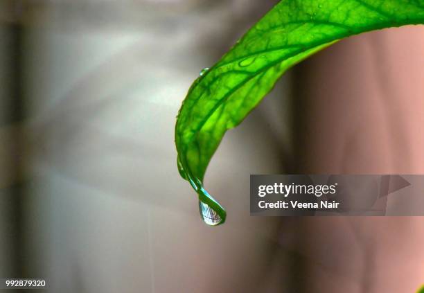 water dripping from a leaf/monsoon/ahmedabad - veena stock pictures, royalty-free photos & images