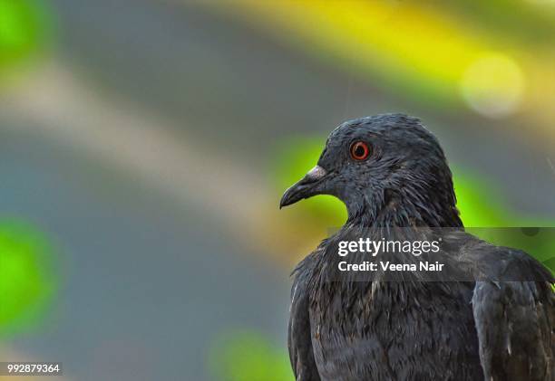 close-up of rock dove pigeon drenched in rain/monsoon/ahmedabad - veena stock pictures, royalty-free photos & images