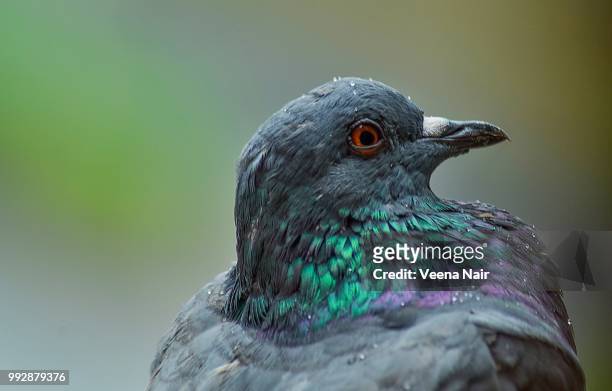 close-up of rock dove pigeon drenched in rain/monsoon/ahmedabad - veena stock pictures, royalty-free photos & images