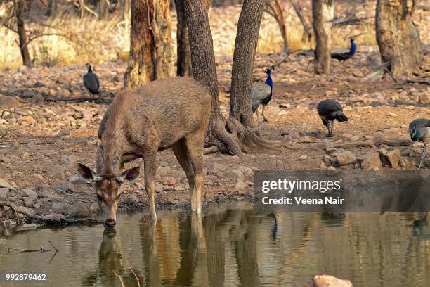 sambar deer drinking water/ranthambore national park - veena stock pictures, royalty-free photos & images