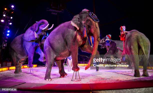 Elephants being presented to the audience during the premiere of the Krone Circus at the Cannstatter Wasen festival grounds in Stuttgart, Germany, 26...