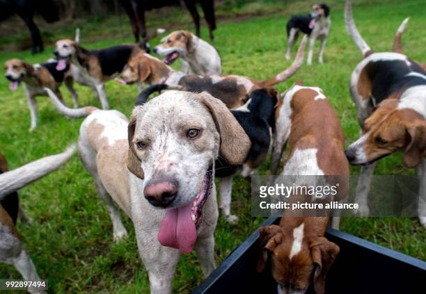 The foxhound dogs of the Lower Saxony Pack stand on a meadow in Schneeren, a town district of Neustadt am Ruebenberge, Germany, 25 October 2017. The...