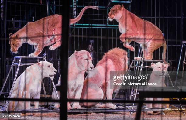 Feline predators can be seen in a cage during the premiere of the Circus Krone at the Cannstatter Wasen in Stuttgart, Germany, 26 October 2017. The...