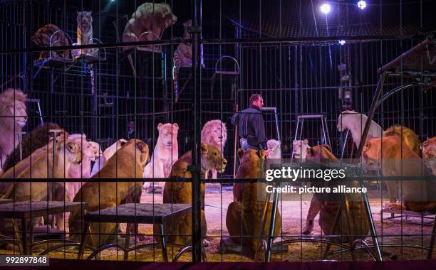 Animal trainer Martin Lacey presents the feline predator show during the premiere of the Circus Krone at the Cannstatter Wasen in Stuttgart, Germany,...