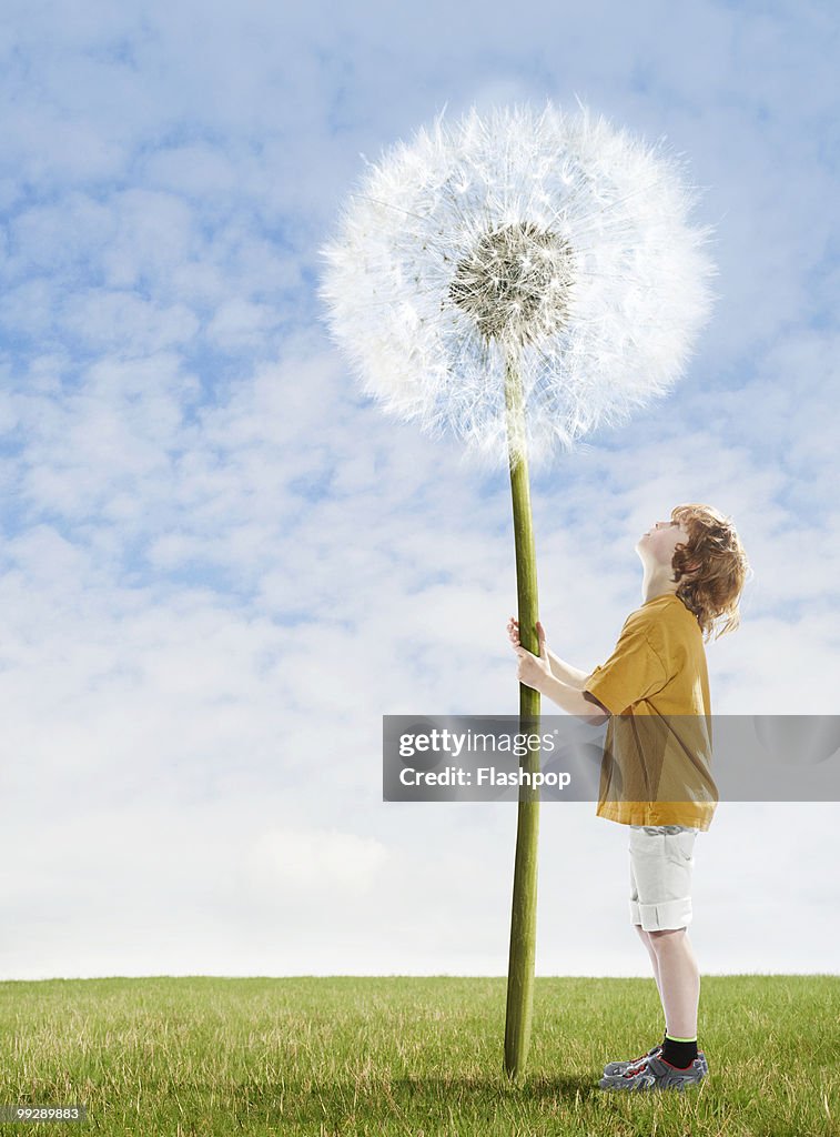 Boy looking up at giant dandelion