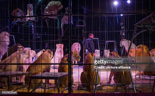 Animal trainer Martin Lacey presents the feline predator show during the premiere of the Circus Krone at the Cannstatter Wasen in Stuttgart, Germany,...