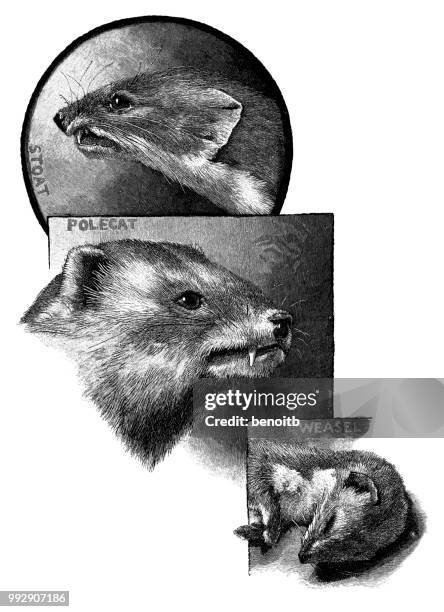 illustrazioni stock, clip art, cartoni animati e icone di tendenza di stoat con polecat e donnola - puzzola