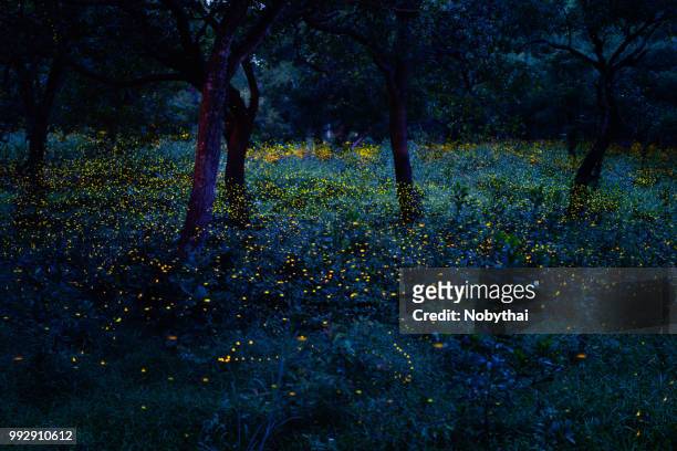 fireflies - glowworm fotografías e imágenes de stock
