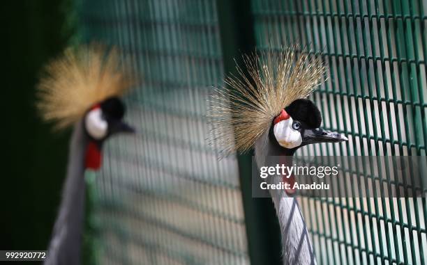 Demoiselle cranes are seen at the Sincan Pet Park and Recreation Area in Ankara, Turkey on July 06, 2018. The Sincan Pet Park is home to 47 kinds of...