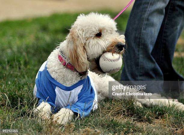 The 2009 league softball is under way on the National Mall in Washington, D.C.