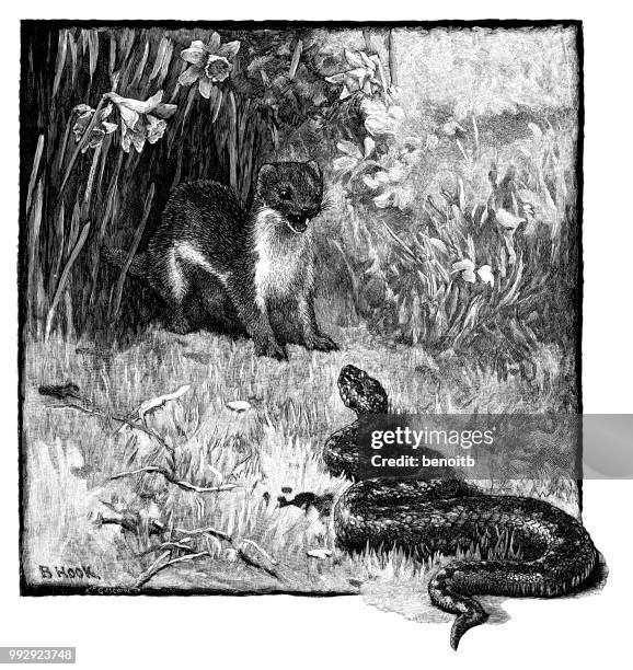 weasel confronting adder - weasel stock illustrations