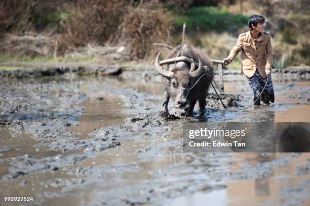un contadino con aratura di bufali d'acqua in un campo di terrazze di riso fangoso a yuanyang, provincia dello yunnan in cina - yuanyang foto e immagini stock