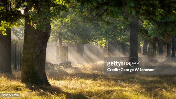 lines of light - richmond park london stock pictures, royalty-free photos & images