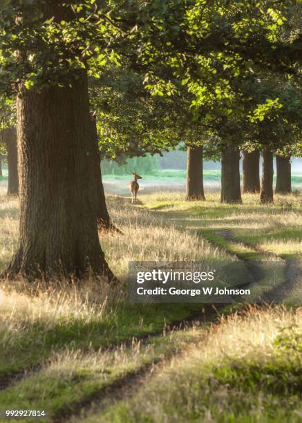 lines of light ii - richmond park stock pictures, royalty-free photos & images