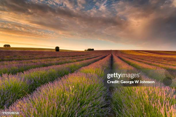 lavender field ii - hitchin foto e immagini stock