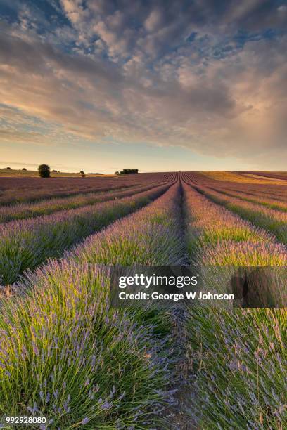 lavender field - french lavender stock pictures, royalty-free photos & images
