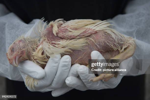 Animal rights activists from the group Animal Equality hold dead animals in their hands during a silent protest in front of the Brandenburg Gate in...