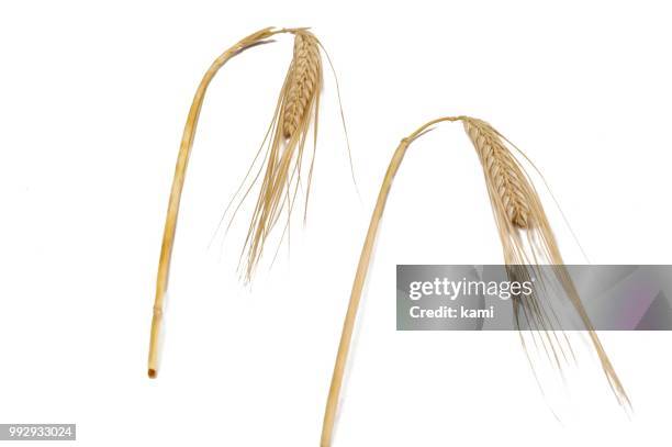 ears of wheat (triticum spp.) - spp stock pictures, royalty-free photos & images