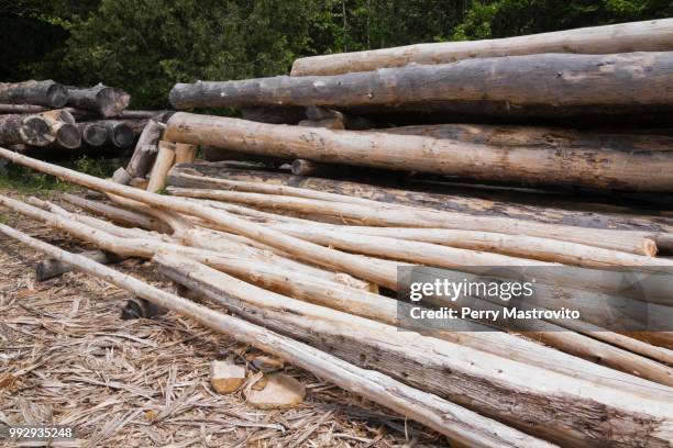 stack of eastern white pine tree logs, laurentians, quebec, canada - eastern white pine stock pictures, royalty-free photos & images