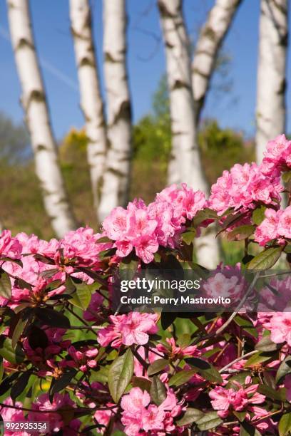 pink rhododendron flowers in a landscaped backyard garden at springtime, lanaudiere, quebec, canada - heather perry stock pictures, royalty-free photos & images