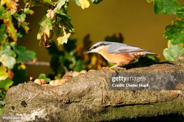 eurasian nuthatch (sitta europaea) on an autumnal oak (quercus robur), allgaeu, bavaria, germany - sitta stock-fotos und bilder