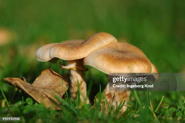 honey fungus, armillaria or openky (armillaria) - agaricomycotina stock pictures, royalty-free photos & images