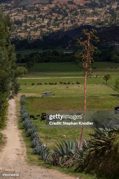 pastures with a cactus fence, llacanora, cajamarca, peru - cajamarca stock-fotos und bilder