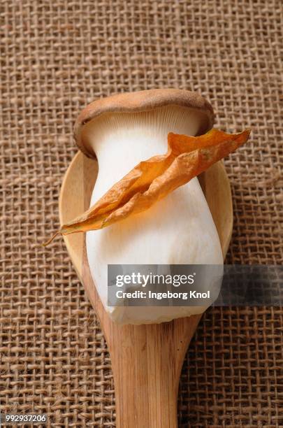 french horn mushroom (pleurotus eryngii) on a wooden spoon - agaricales stock pictures, royalty-free photos & images