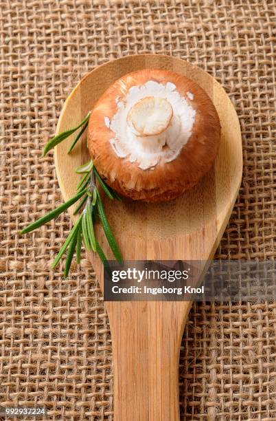 a brown mushroom on a wooden spoon - agaricales stock pictures, royalty-free photos & images