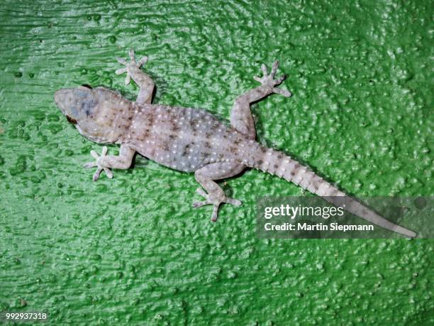 gomero wall gecko (tarentola gomerensis), endemic to la gomera, la gomera, canary islands, spain, la gomera, valle gran rey, canary islands, spain - tarentola stock pictures, royalty-free photos & images