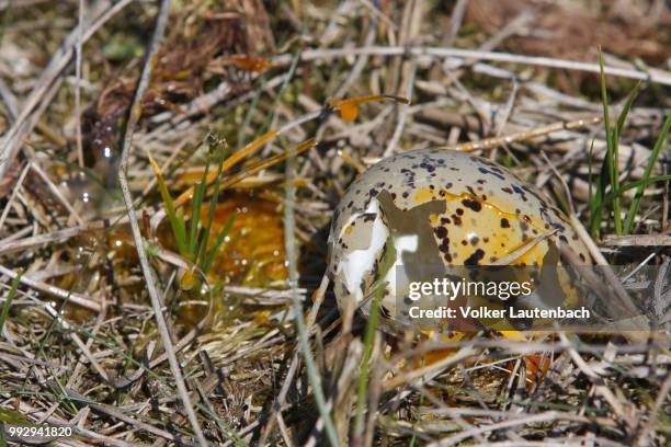 shattered egg of an eurasian oystercatcher (haematopus ostralegus), minsener oog, east frisian islands, friesland district, lower saxony, germany - eggshells of olive ridley turtles found versova beach confirmed as nesting site stockfoto's en -beelden