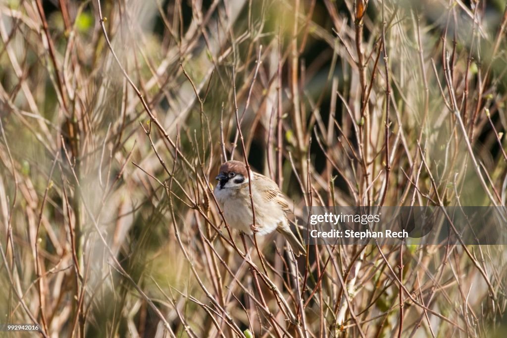 Tree Sparrow (Passer montanus), Fuldabrueck, Fuldabrueck, Hesse, Germany