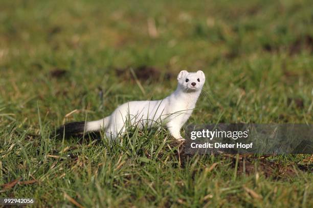 stoat or ermine (mustela erminea) with white winter fur, bavaria, germany - mustela erminea stock pictures, royalty-free photos & images