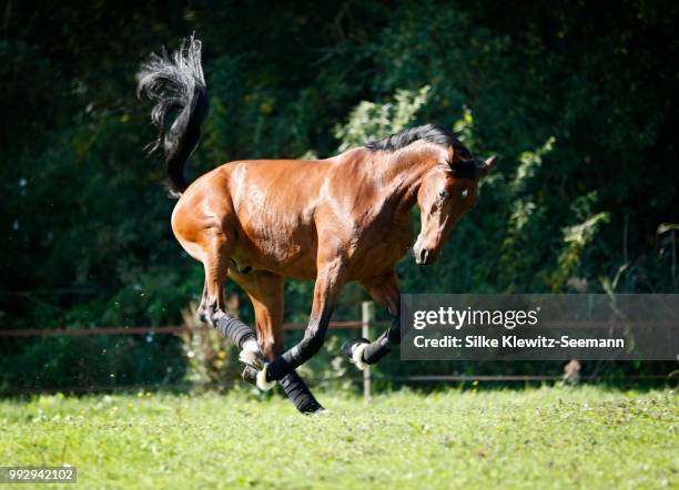 holsteiner horse, bay gelding, galloping on meadow, konstanz, konstanz, baden-wuerttemberg, germany - bay horse 個照片及圖片檔