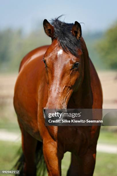 holsteiner horse, bay gelding,, konstanz, konstanz, baden-wuerttemberg, germany - bay horse �個照片及圖片檔