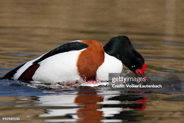 common shelduck (tadorna tadorna), copula, minsener oog island, east frisian islands, lower saxony wadden sea, lower saxony, germany - oog stock-fotos und bilder