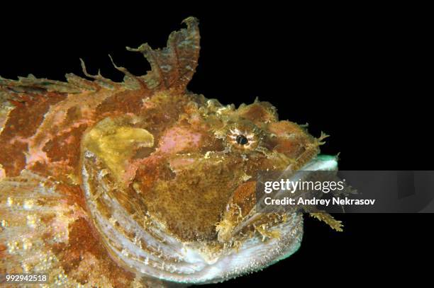 Raven Fish 262 Sea Raven Stock Photos, High-Res Pictures, and Images - Getty Images