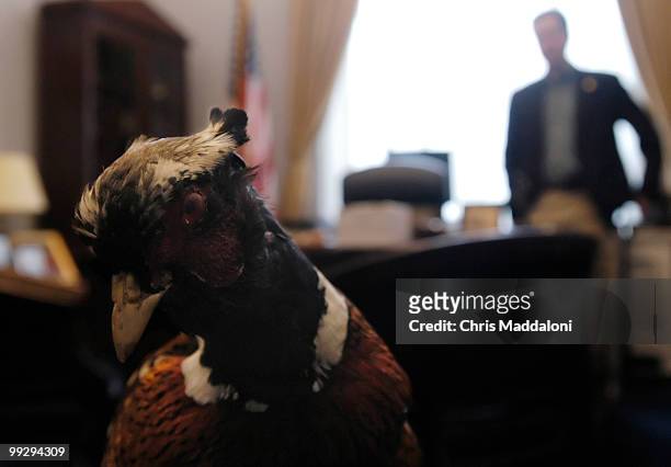 Rep. Ban Boren, D-Ok., at his office, filled with hunting trophies, like this pheasant.