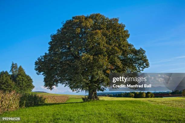 old lime tree (tilia), near egling, bavaria, germany - lime tree stockfoto's en -beelden