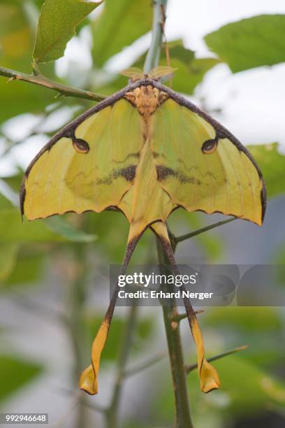 luna moth (actias luna), captive, emsland, lower saxony, germany - luna moth stock pictures, royalty-free photos & images