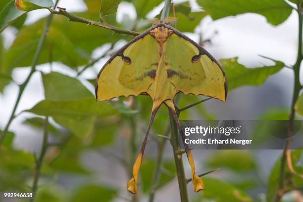 luna moth (actias luna), captive, emsland, lower saxony, germany - luna moth stock pictures, royalty-free photos & images