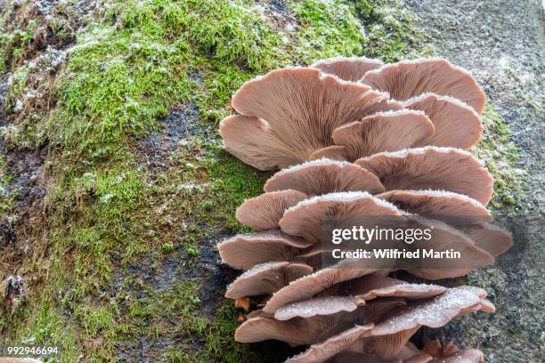 oyster mushroom (pleurotus ostreatus), hesse, germany - agaricales stock pictures, royalty-free photos & images