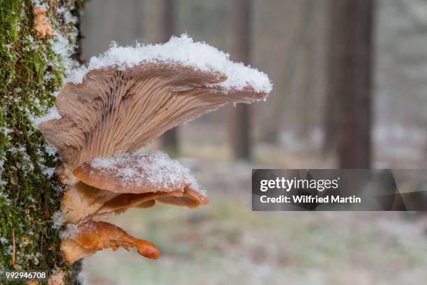 oyster mushroom (pleurotus ostreatus), hesse, germany - agaricales stock pictures, royalty-free photos & images