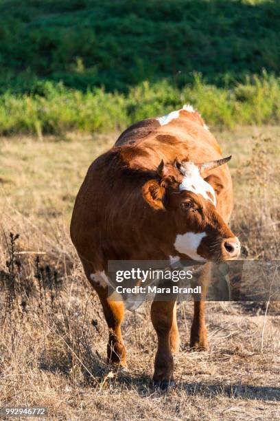 brown cow (bos primigenius taurus) in the evening light, corse-du-sud, corsica, france - bos taurus primigenius stock pictures, royalty-free photos & images