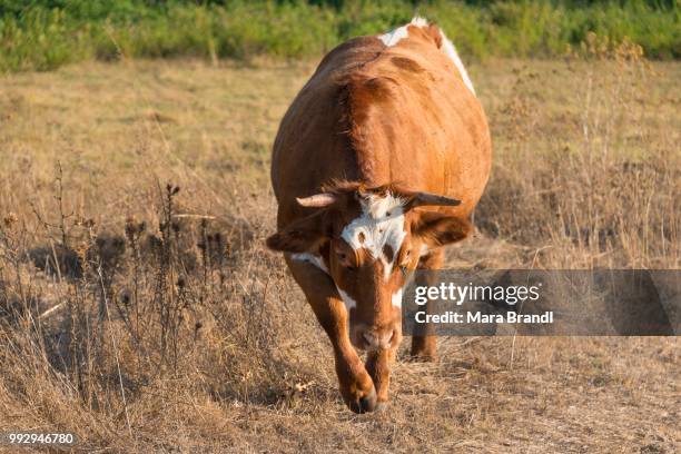 brown cow (bos primigenius taurus) in the evening light, corse-du-sud, corsica, france - bos fotografías e imágenes de stock