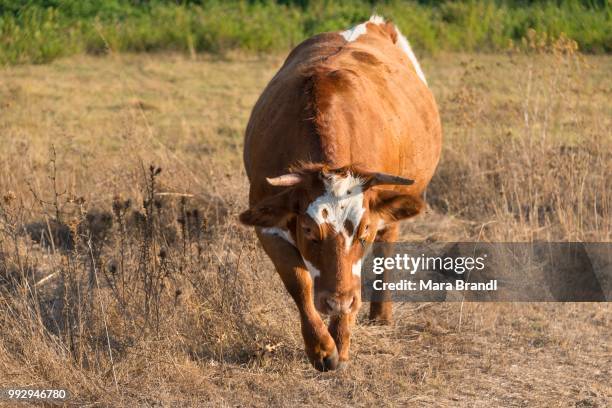 brown cow (bos primigenius taurus) in the evening light, corse-du-sud, corsica, france - bos taurus primigenius stock pictures, royalty-free photos & images